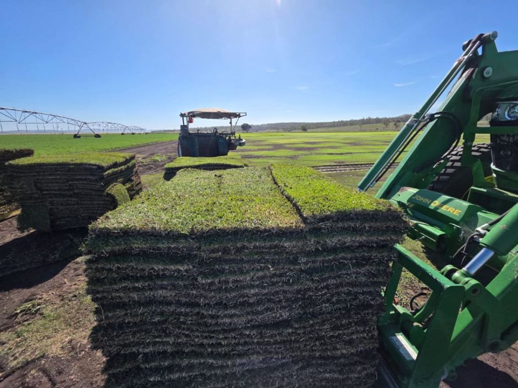 Rolls of Zoysia Australis turf stacked on a harvester at Glengallan Turf